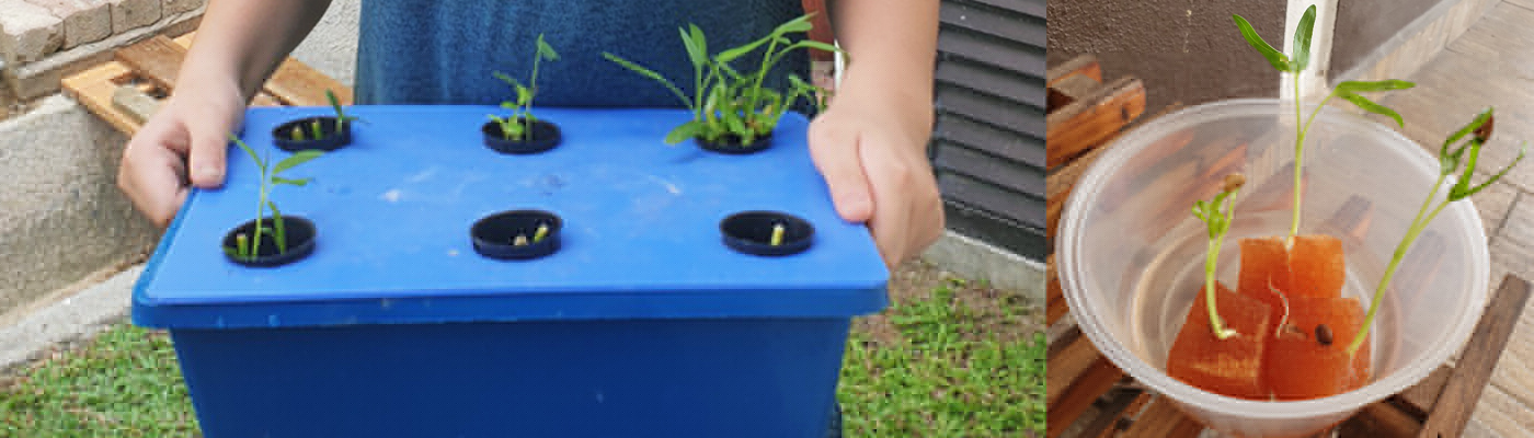 Hydroponic Planting