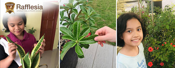 Roots, Shoots and Fruits