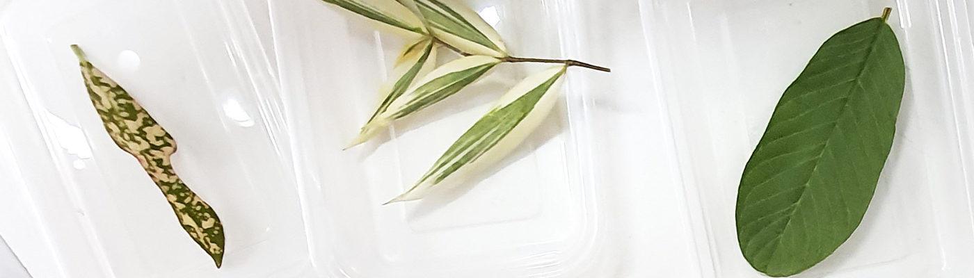 LEAF BOOKMARKS