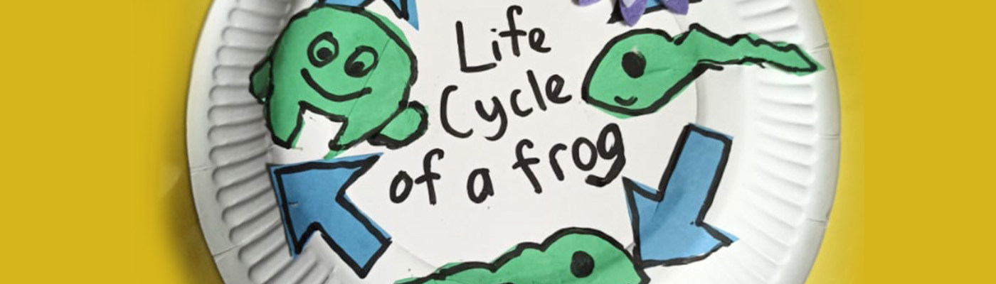 Life Cycle of a Frog