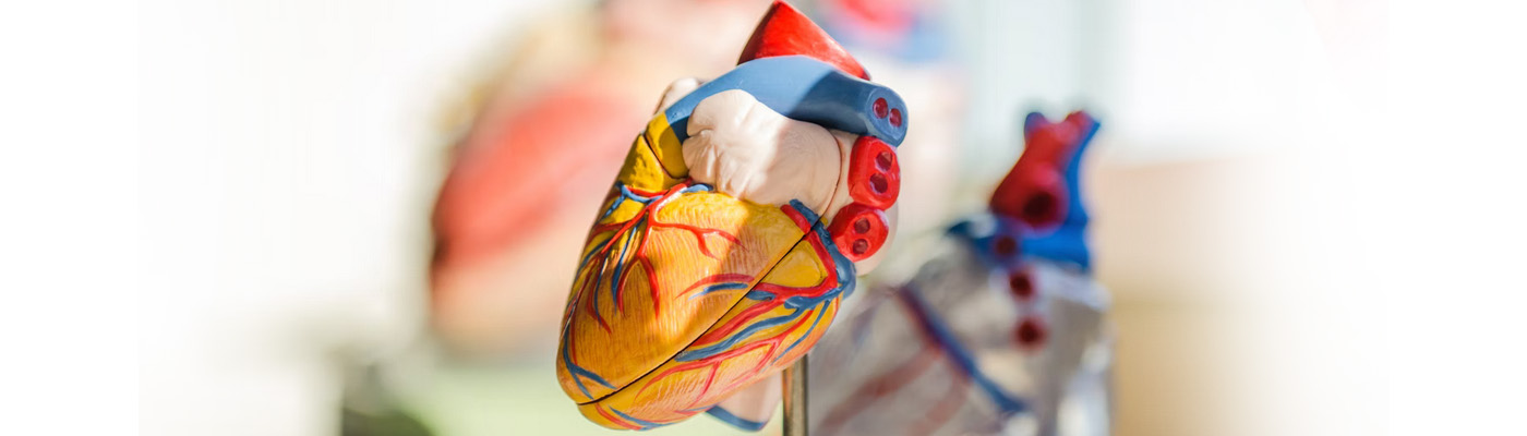 3D Human Body Models