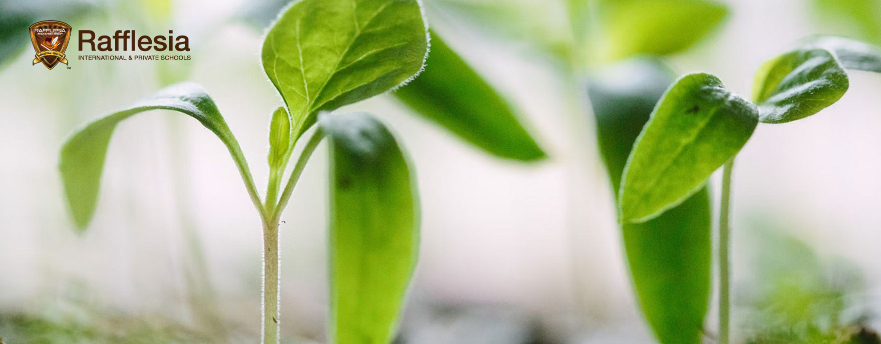 The Mystery Seed Challenge