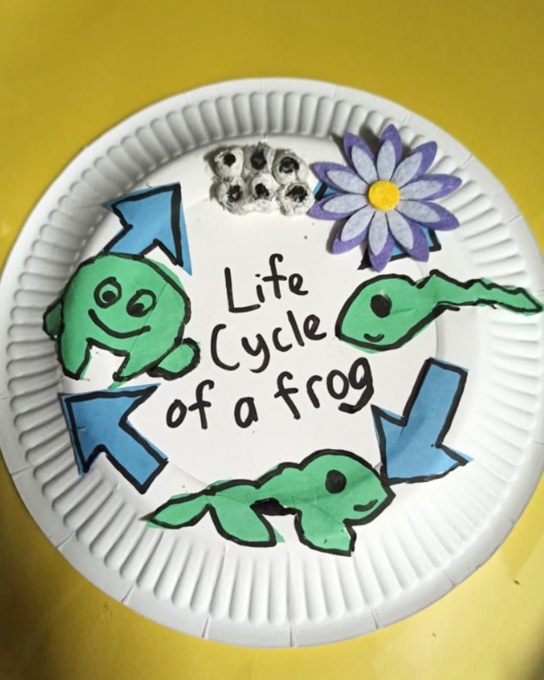 Life Cycle of a Frog