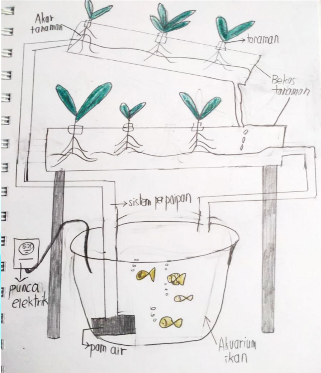 Aquaponics System