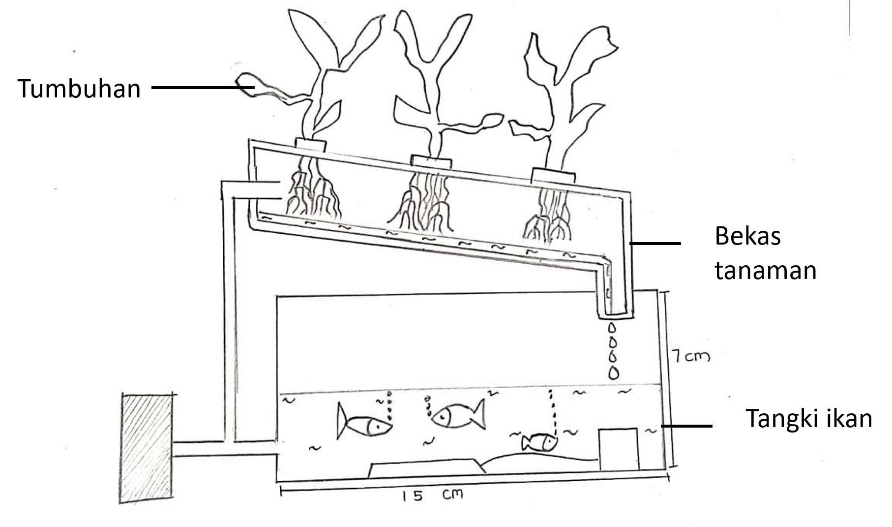 Aquaponics System