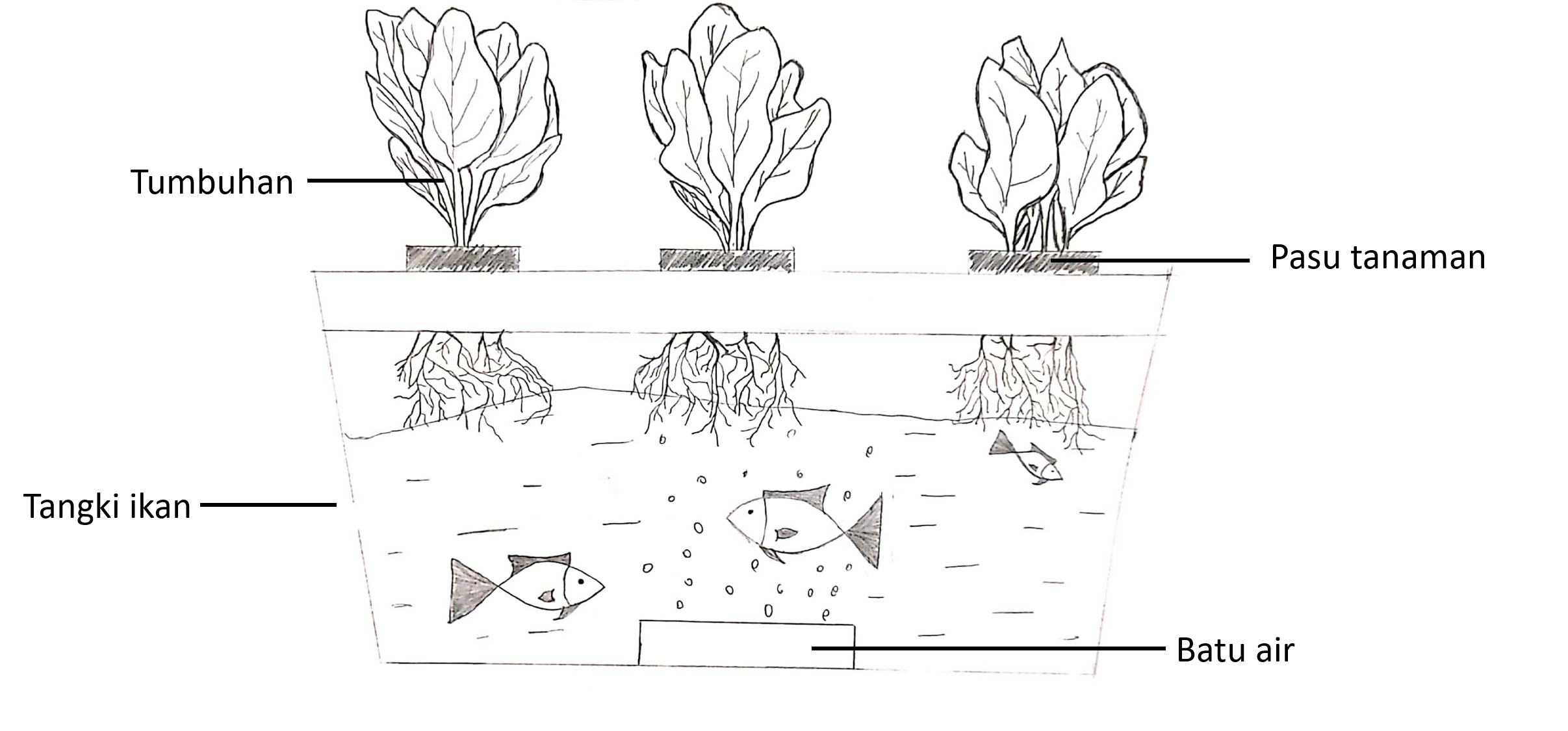 Aquaponics System