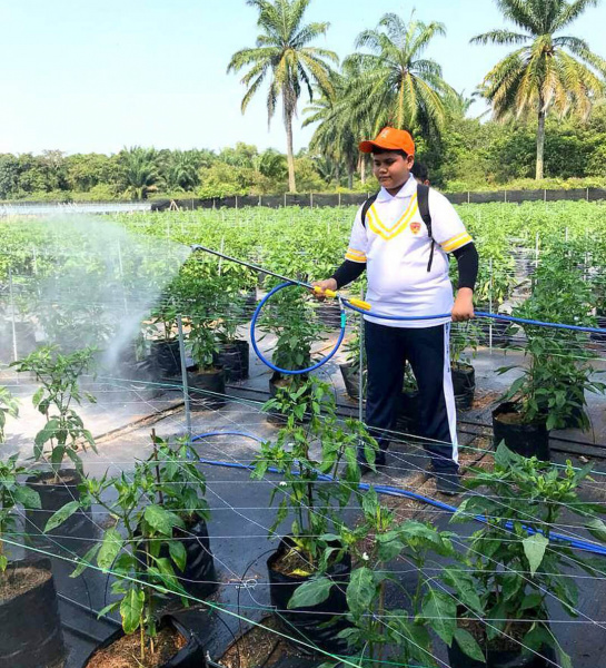 Chili Farm & Solar Power Plant