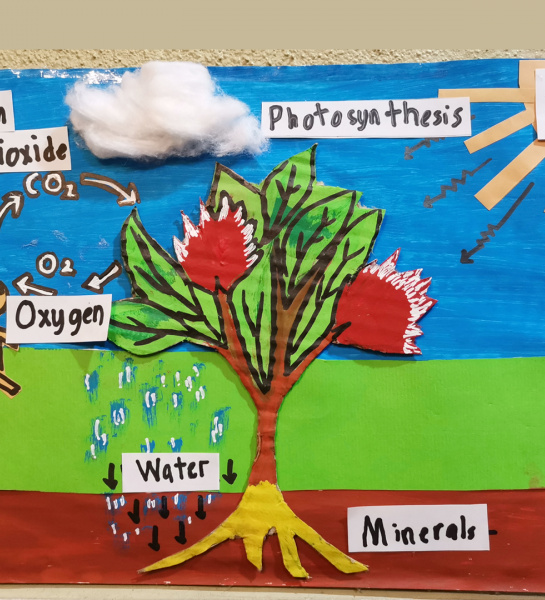 Photosynthesis Model