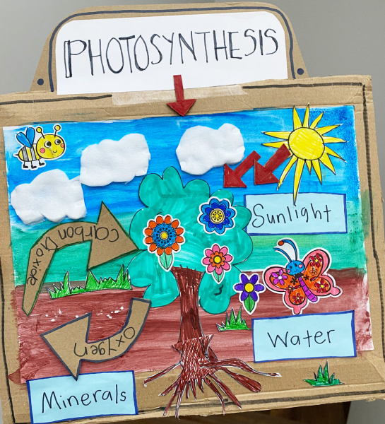 Photosynthesis Model