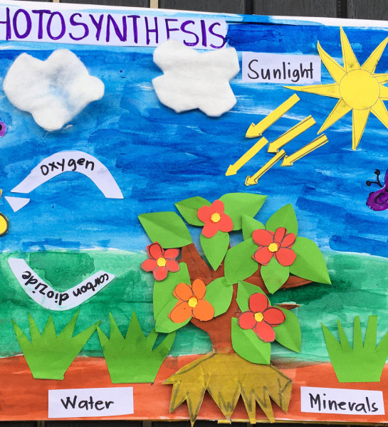 Photosynthesis Model