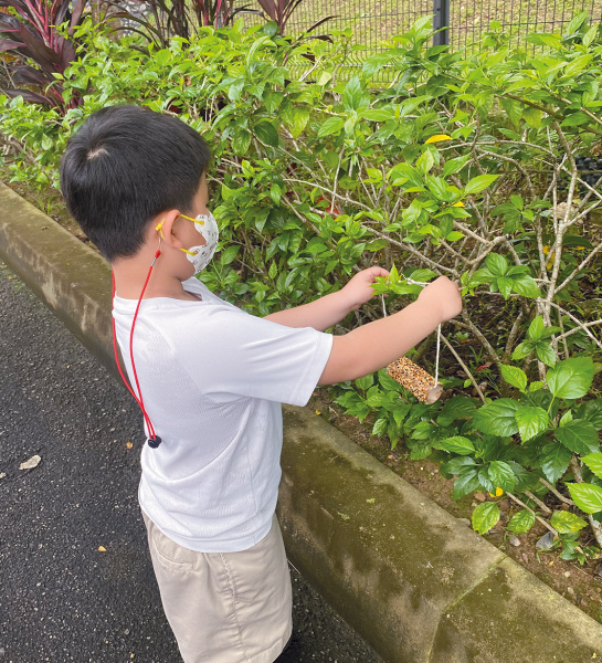 Bird Seed Feeding Activity