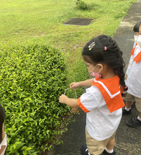 Bird Seed Feeding Activity