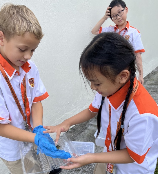 Bringing the Rainforest into the Classroom  