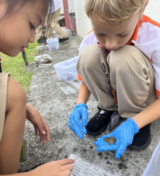 Bringing the Rainforest into the Classroom  